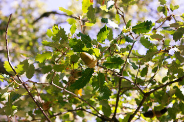 Otoño Encina