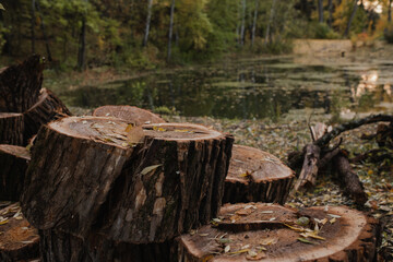 Fototapeta premium The sawn trunk of a large tree is folded next to a forest lake. selectiv focus