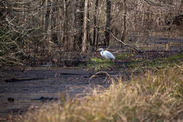 Great Egret Eating a Crawfish