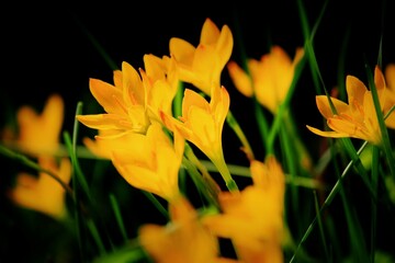 Pretty yellow flowers