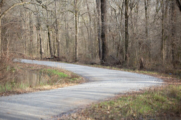 Road Winding through a Forest