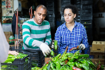 Couple of workers of small vegetable farm sorting freshly harvested green peppers, preparing for storage of crops