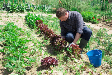 Fototapeta premium Successful farmer satisfied with red lettuce harvest in his field