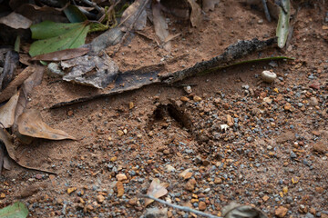 Deer Hoof Track