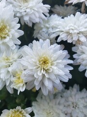 white chrysanthemum flowers