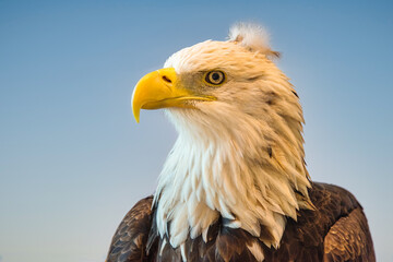 american bald eagle