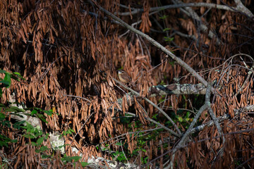 Carolina Wren on a Fallen Tree Limb