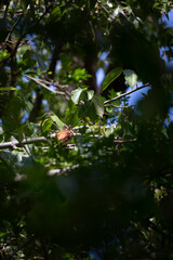 Curious Brown Thrasher