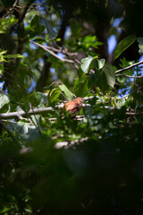 Brown Thrasher in a Bush