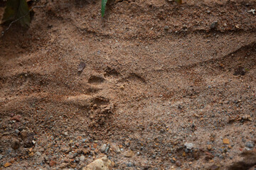Bobcat Track in the Mud