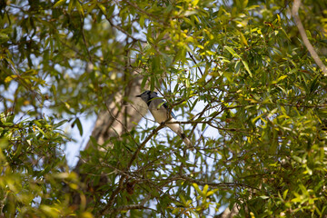 Curious Blue Jay in a Tree