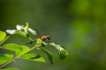 Blue Dasher Dragonfly