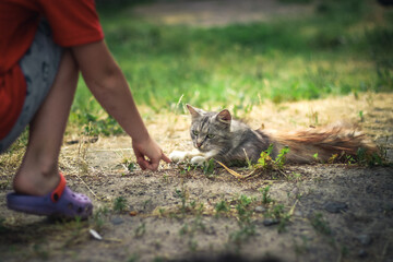 A small kitten plays with a child. Summer, kitten