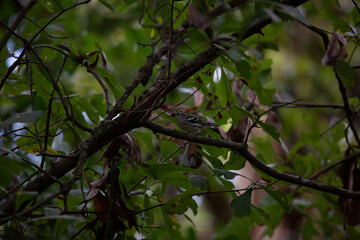 Black and White Warbler Eating a Moth