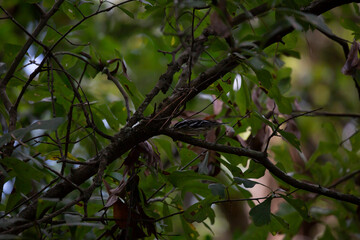 Black and White Warbler Foraging