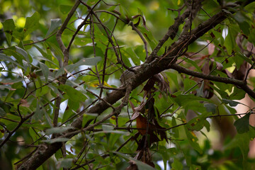 Obraz premium Black and White Warbler Foraging