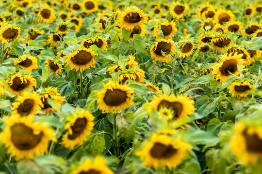 Yellow sunflowers in the field. Sunflowers background image