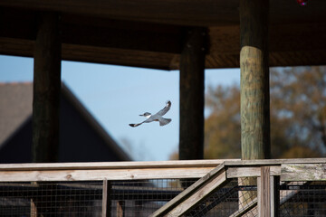 Belted Kingfisher in Flight