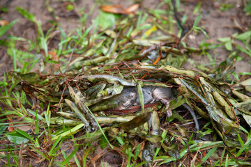 Baby Eastern Gray Squirrel in Makeshift Nest