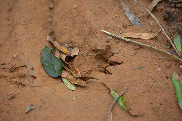 Armadillo Tracks