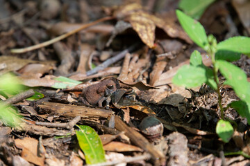 Young American Southern Toad