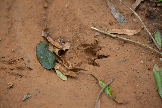 Mexican long-nosed armadillo track (Dasypus novemcinctus) footprint in wet clay mud