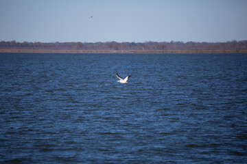 Fototapeta na wymiar Pelican Flying over Water