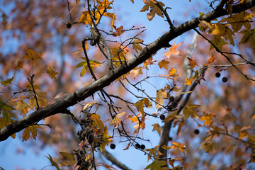 Nonbreeding Male American Goldfinch