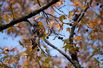 Nonbreeding Male American Goldfinch Foraging