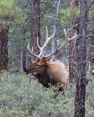 Closeup of Rocky Mountain Elk (Cervus elaphus nelsoni, Rocky Mountain national park. Male with large antlers, forest in background. 
