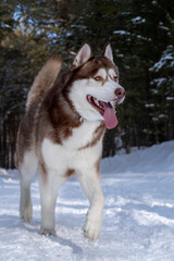 Red Siberian husky runs along a snowy road in winter forest. Front view. Husky dog smiles.