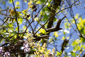 Curious Male Yellow-Rumped Warbler