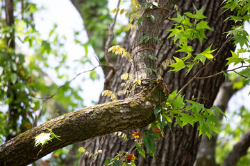 Yellow-Leaved Vine Winding Down a Limb