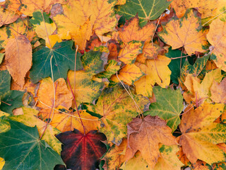 Background of beautiful autumn maple leaves.