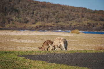 Obraz premium White Eastern Grey kangaroo at a caravan park