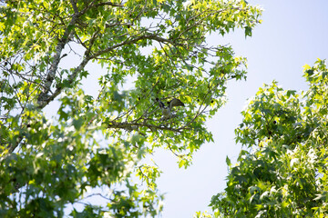 Fototapeta premium Majestic Mississippi Kite