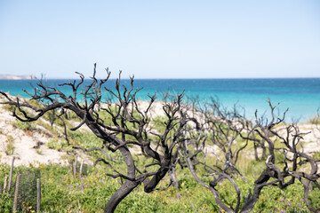 18 months after the 2020 bushifres on Kangaroo Island