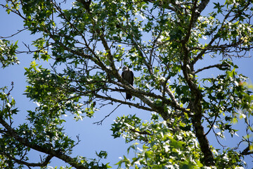 Cautious Mississippi Kite