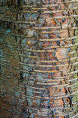 Natural texture of old cherry tree bark. Tree bark texture