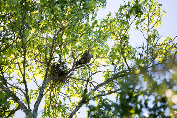 Mississippi Kite Guarding a Nest
