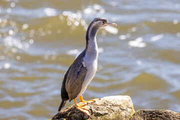 Spotted Shag, Endemic Cormorant of New Zealand