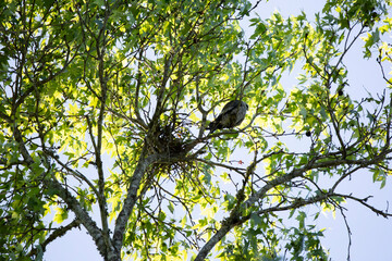 Mississippi Kite Guarding a Nest