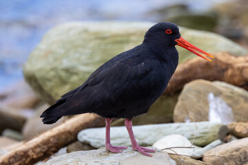 Variable Oystercatcher in New Zealand