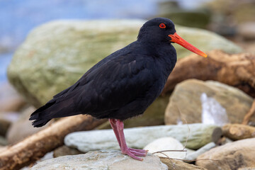 Variable Oystercatcher in New Zealand