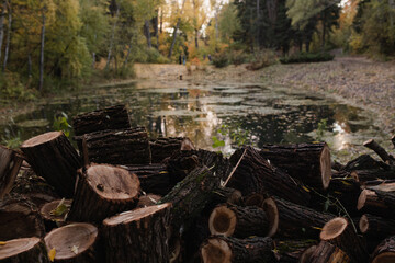 The sawn trunk of a large tree stacked next to a forest lake. selective focus