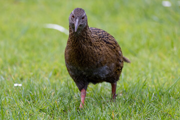 Weka Endemic Rail of New Zealand