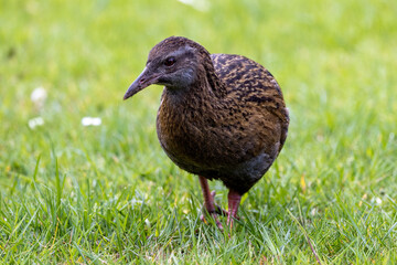 Weka Endemic Rail of New Zealand