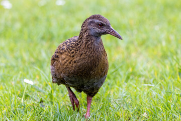 Weka Endemic Rail of New Zealand