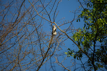 Curious Eastern Gray Squirrel