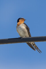 Welcome Swallow in New Zealand